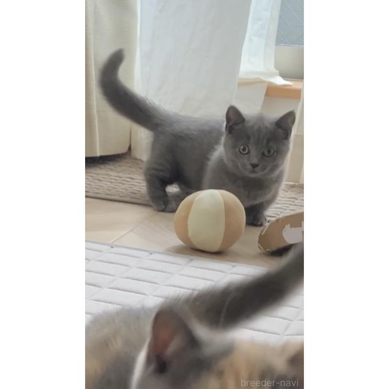 成約済の東京都のマンチカン(短足)-129601の3枚目