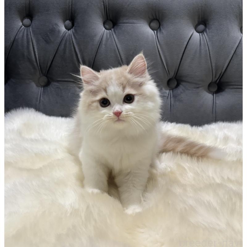 成約済の鹿児島県のミヌエット-125965の10枚目