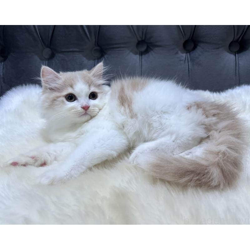 成約済の鹿児島県のミヌエット-125965の9枚目