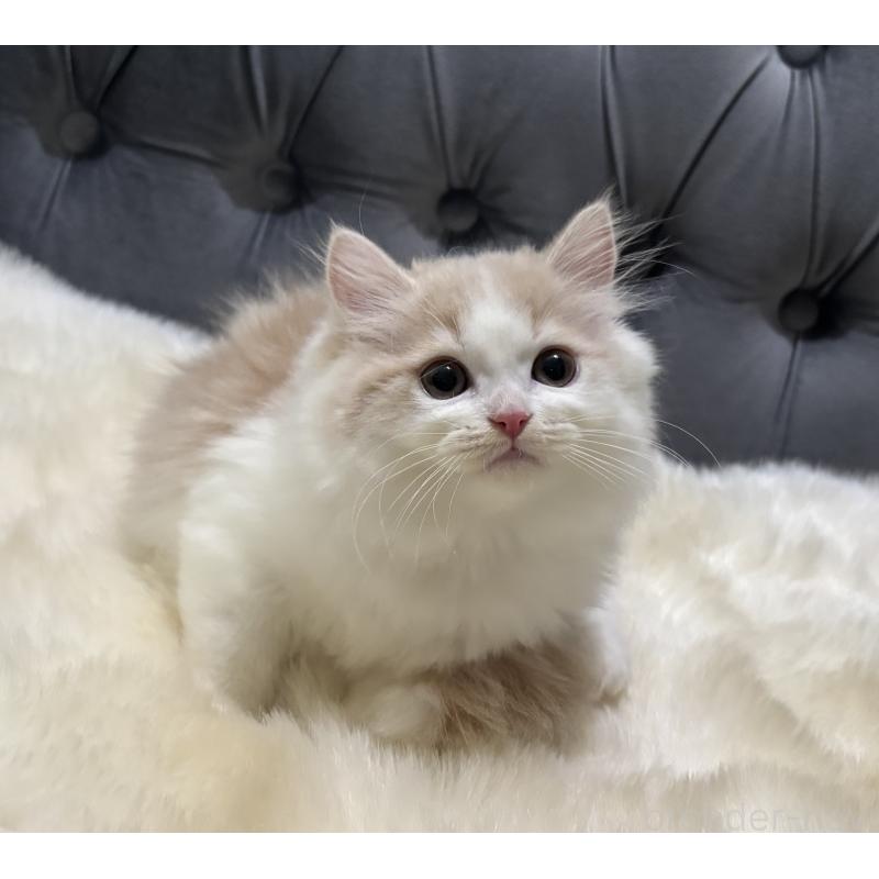 成約済の鹿児島県のミヌエット-125965の7枚目