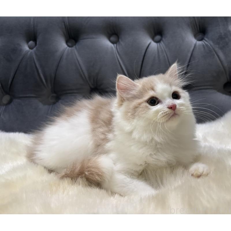 成約済の鹿児島県のミヌエット-125965の5枚目