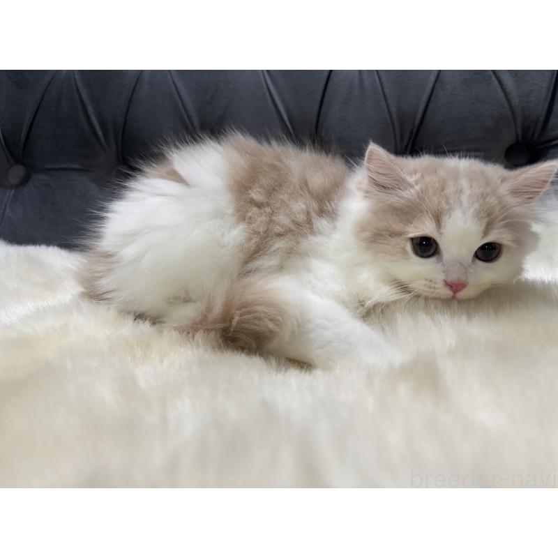 成約済の鹿児島県のミヌエット-125965の4枚目