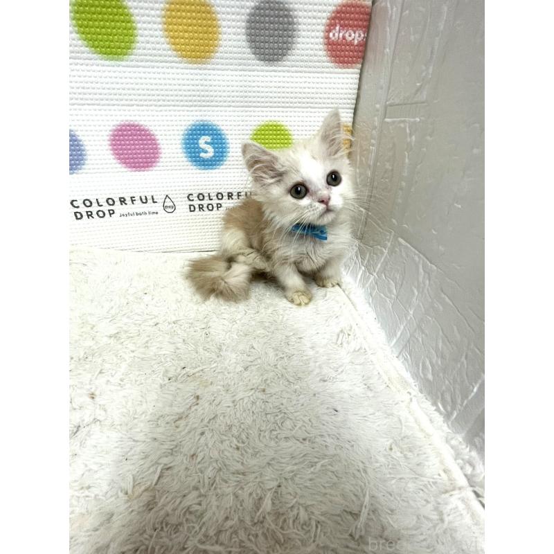 販売中の鳥取県のミヌエット(短足)-129680の6枚目