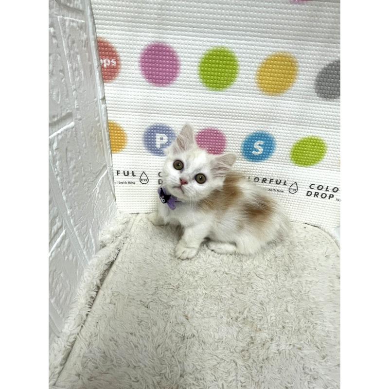 販売中の鳥取県のミヌエット(短足)-129681の3枚目