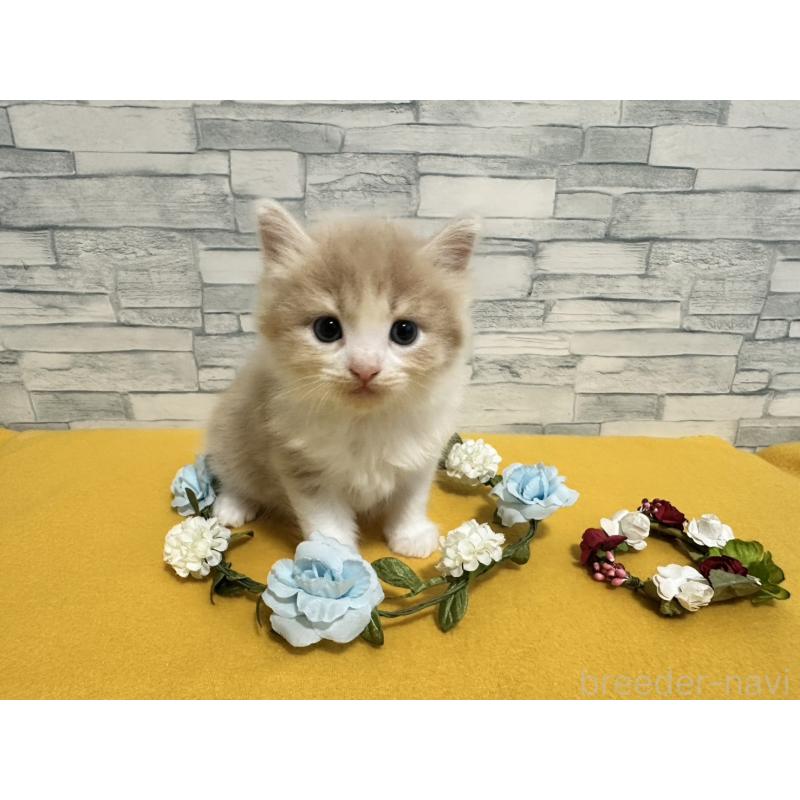 販売中の千葉県のノルウェージャンフォレストキャット-129682の2枚目