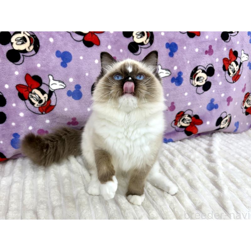 成約済の東京都のラグドール-121234の1枚目