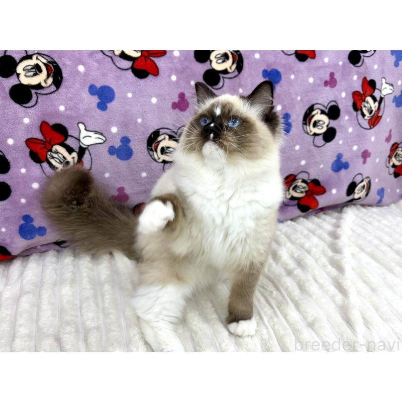 成約済の東京都のラグドール-121234の4枚目