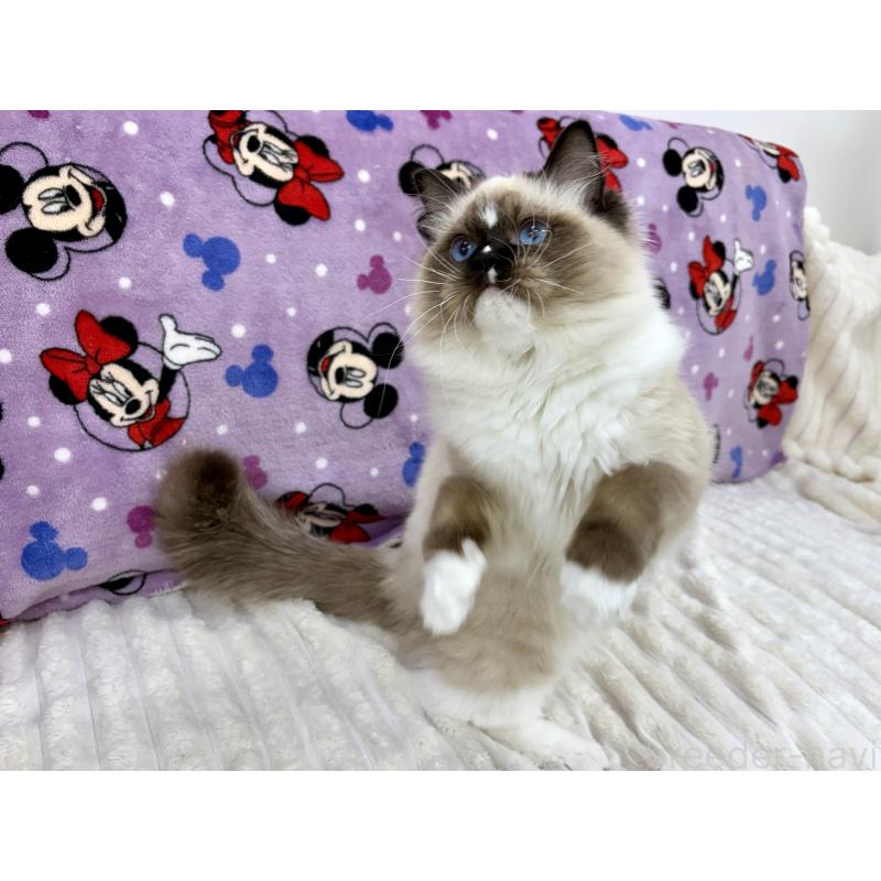 成約済の東京都のラグドール-121234の3枚目