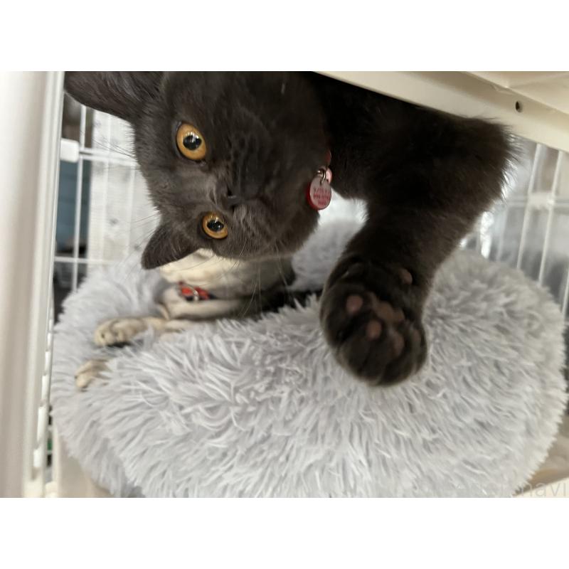 テンちゃん1枚目