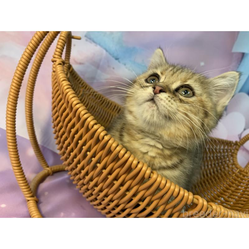 成約済の大阪府のスコティッシュフォールド-127903の3枚目