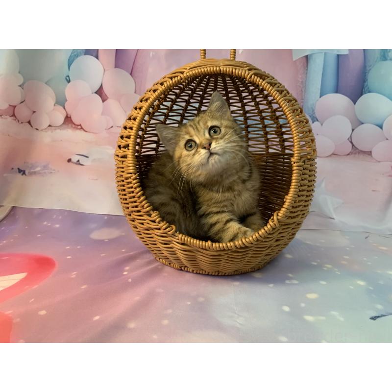 成約済の大阪府のスコティッシュフォールド-127903の2枚目