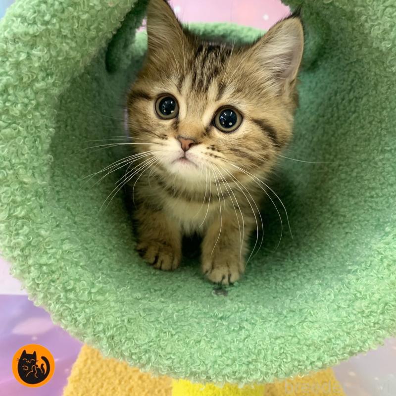 成約済の大阪府のスコティッシュフォールド-126206