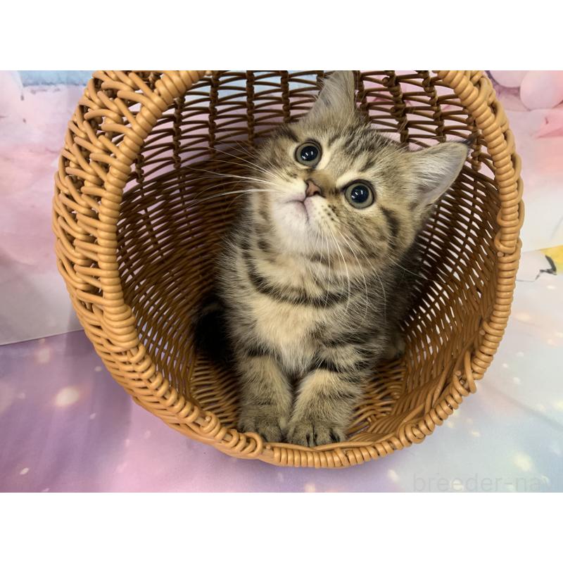 成約済の大阪府のスコティッシュフォールド-126206の2枚目