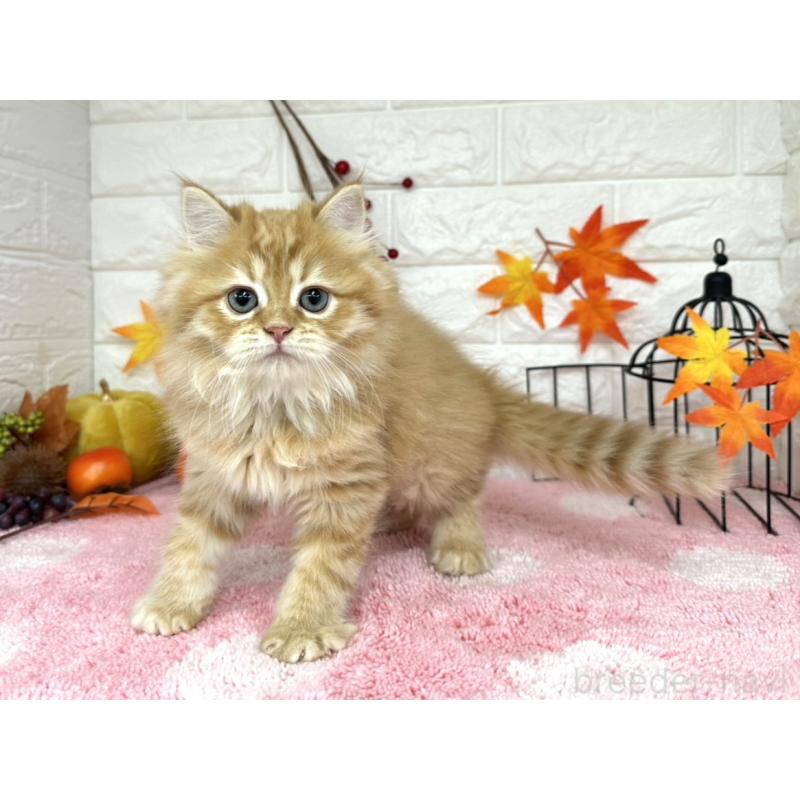 販売中の埼玉県のミヌエット-127426の6枚目