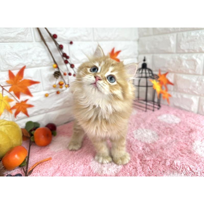 販売中の埼玉県のミヌエット-127426の5枚目