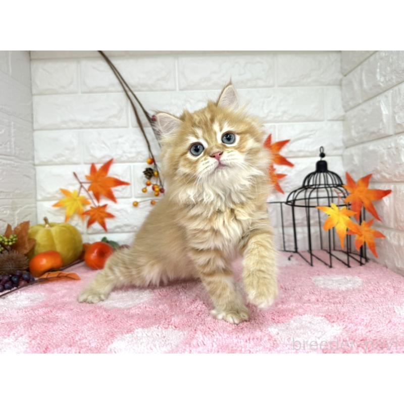 販売中の埼玉県のミヌエット-127426の4枚目