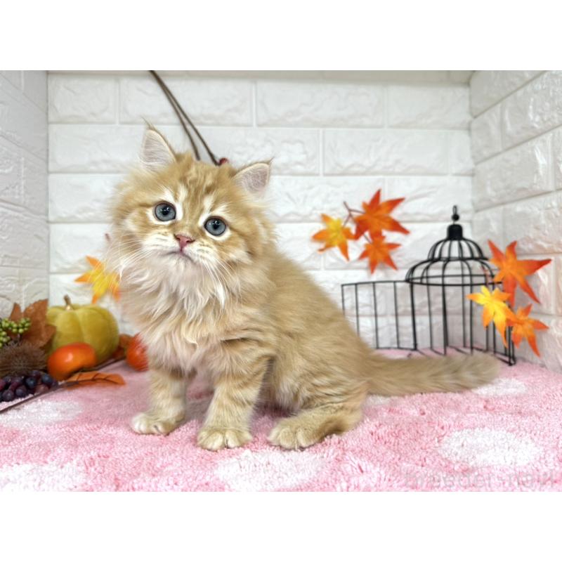 販売中の埼玉県のミヌエット-127426の3枚目