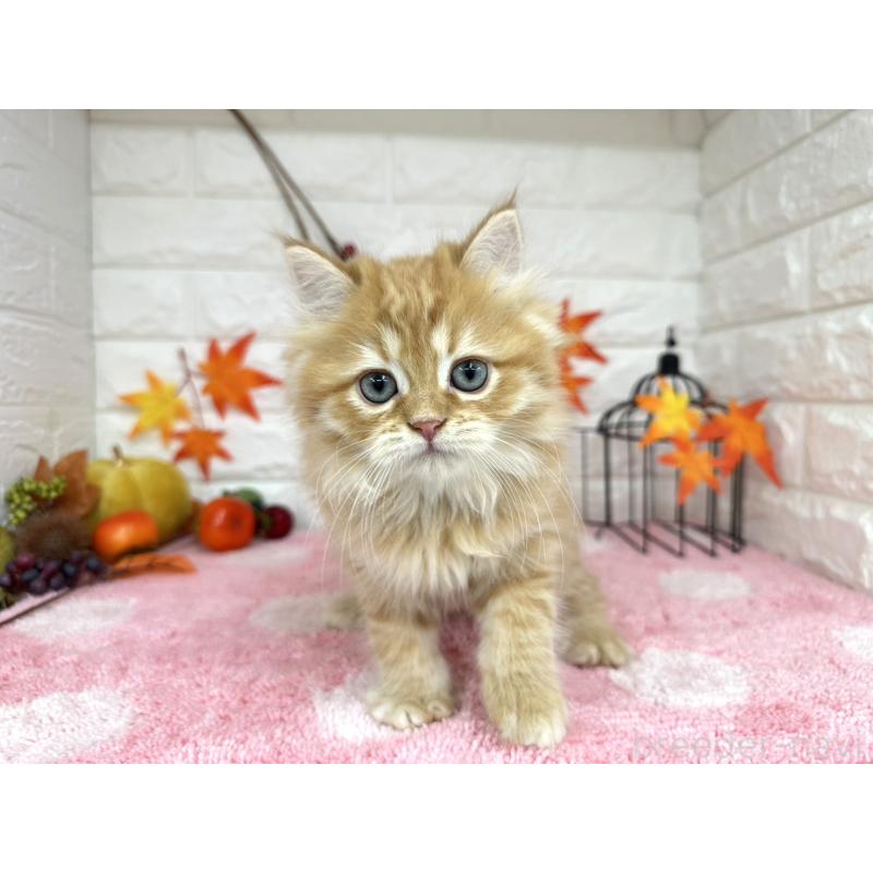 販売中の埼玉県のミヌエット-127426の2枚目