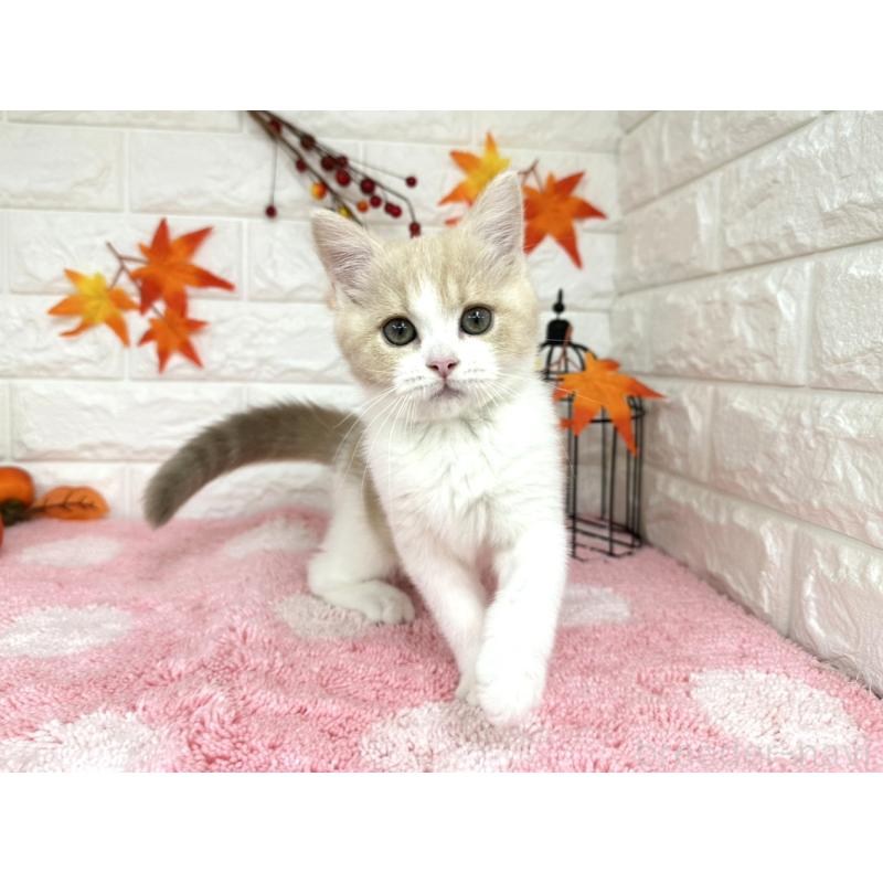 販売中の埼玉県のミヌエット-127814の6枚目