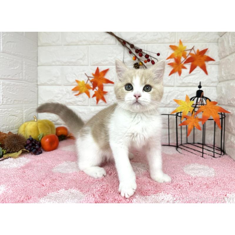 販売中の埼玉県のミヌエット-127814の5枚目