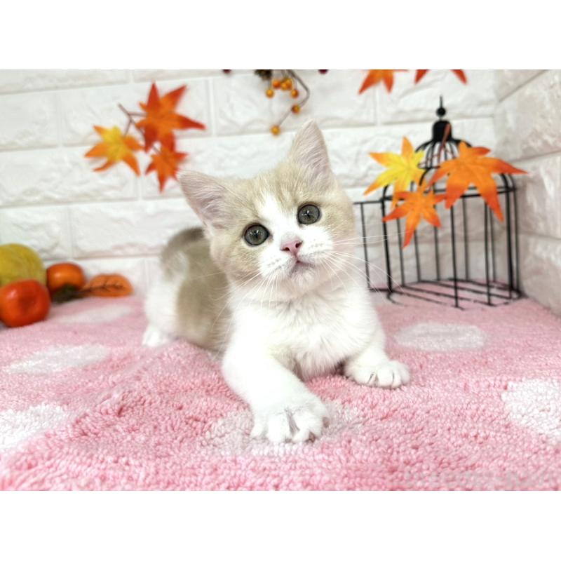 販売中の埼玉県のミヌエット-127814の4枚目