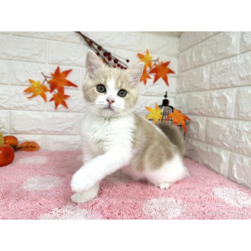 販売中の埼玉県のミヌエット-127814の3枚目