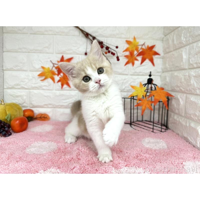 販売中の埼玉県のミヌエット-127814の2枚目