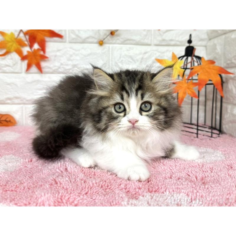 販売中の埼玉県のミヌエット-127328の1枚目