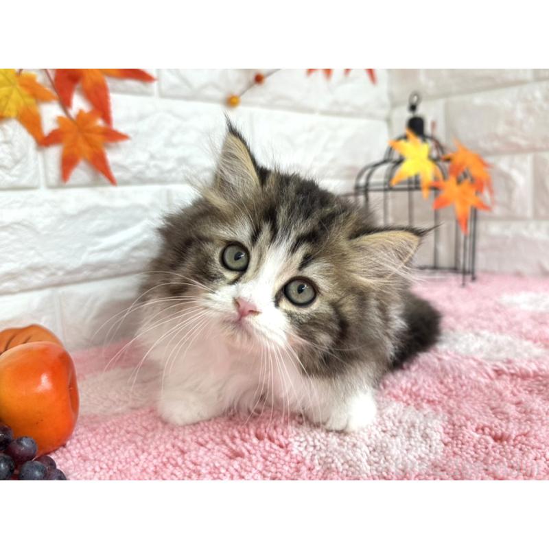 販売中の埼玉県のミヌエット-127328の6枚目