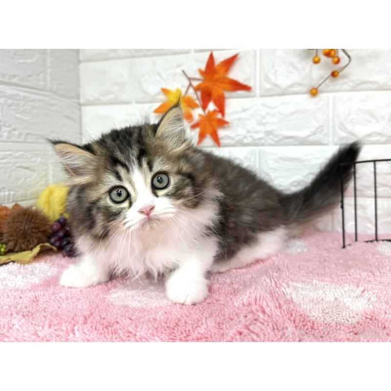 販売中の埼玉県のミヌエット-127328の5枚目