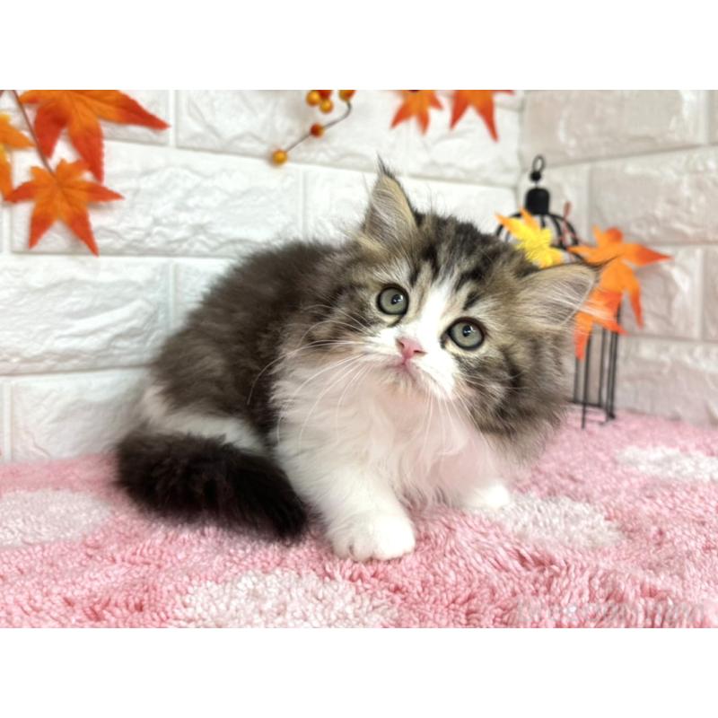 販売中の埼玉県のミヌエット-127328の4枚目