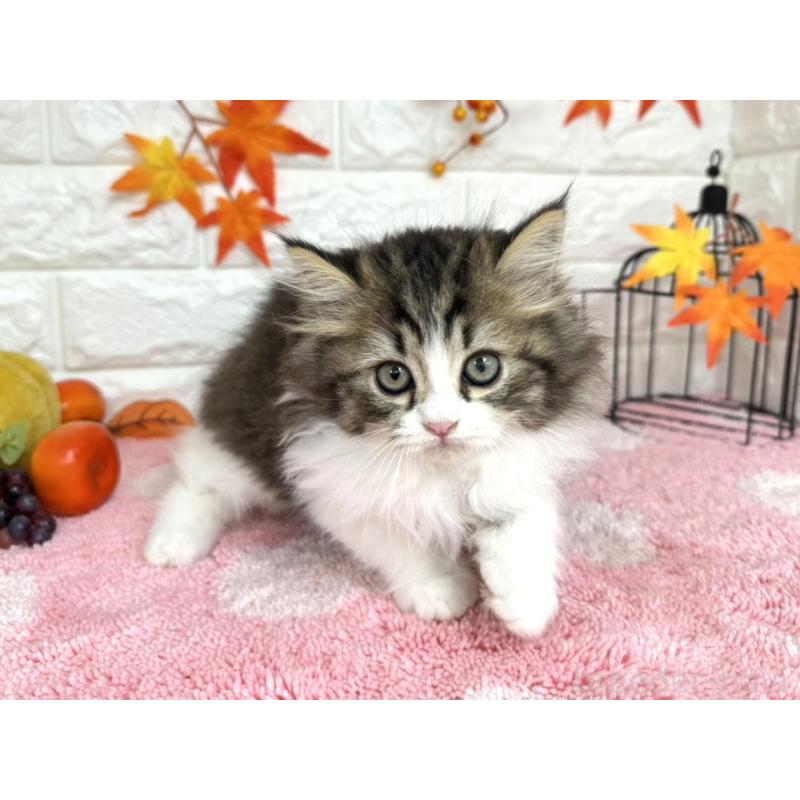 販売中の埼玉県のミヌエット-127328の3枚目