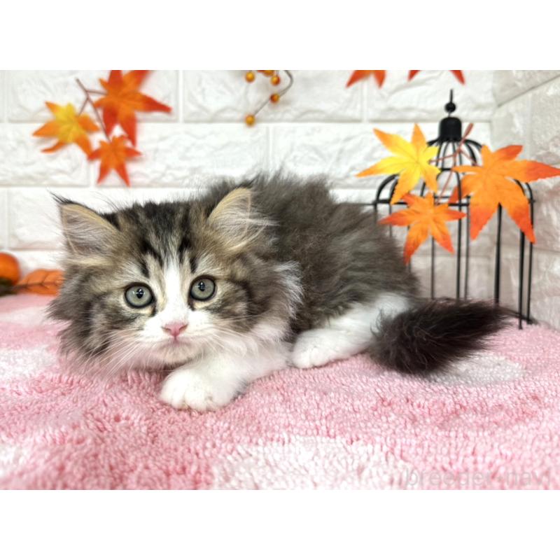 販売中の埼玉県のミヌエット-127328の2枚目