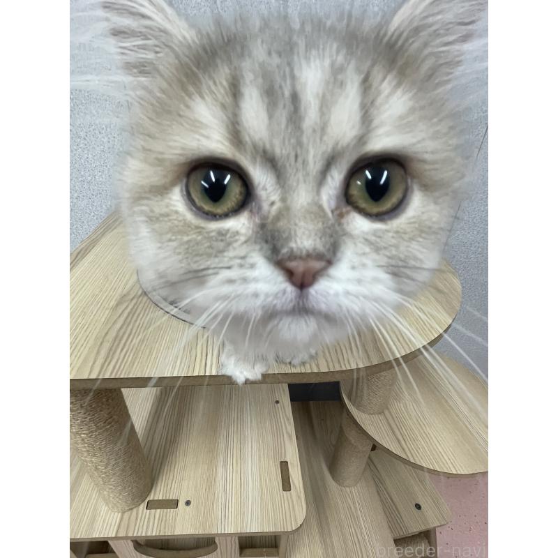 販売中の鳥取県のペルシャ(チンチラ)-126690の8枚目