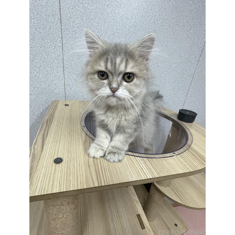 販売中の鳥取県のペルシャ(チンチラ)-126690の7枚目