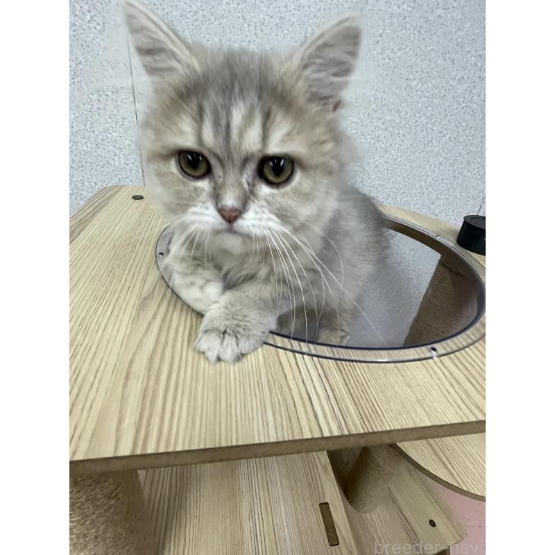 販売中の鳥取県のペルシャ(チンチラ)-126690の6枚目
