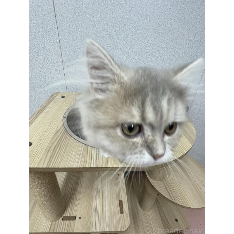販売中の鳥取県のペルシャ(チンチラ)-126690の2枚目