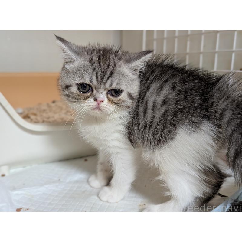 成約済の愛知県のエキゾチックショートヘア-128147の4枚目