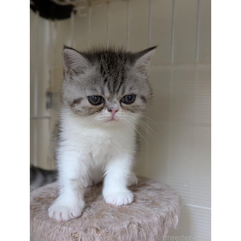 成約済の愛知県のエキゾチックショートヘア-128147の3枚目