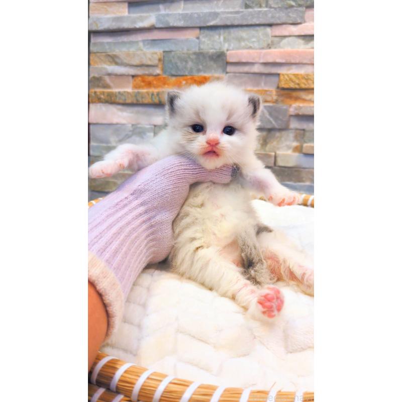 販売中の茨城県のラグドール-129712の2枚目