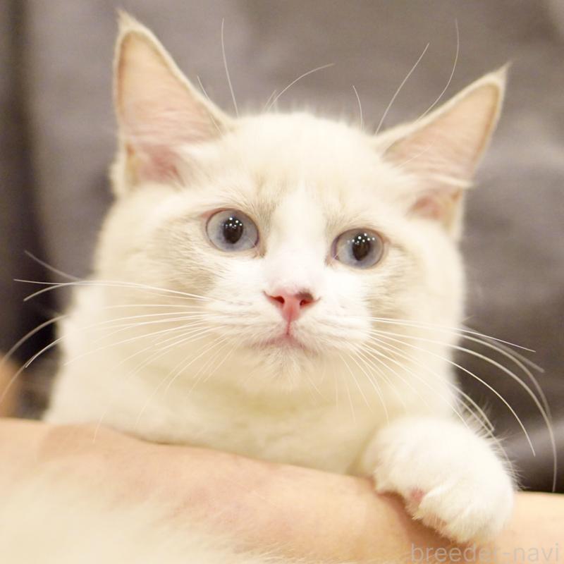 販売中の東京都のラグドール-121602の15枚目