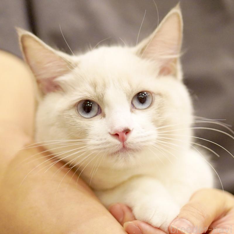 販売中の東京都のラグドール-121602の14枚目