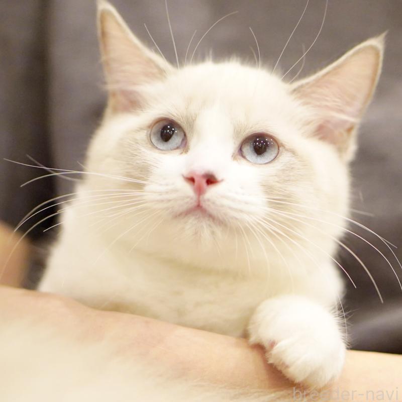 販売中の東京都のラグドール-121602の13枚目