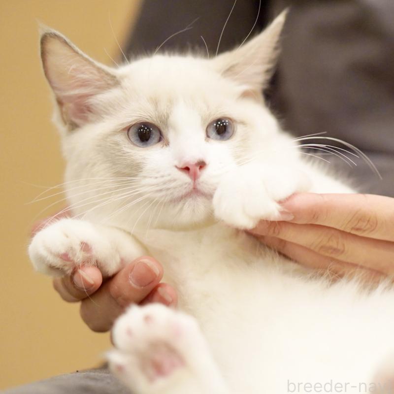 販売中の東京都のラグドール-121602の12枚目