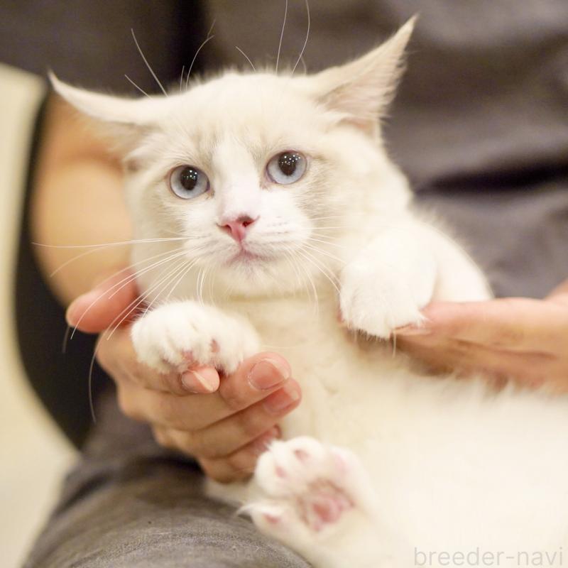 販売中の東京都のラグドール-121602の11枚目