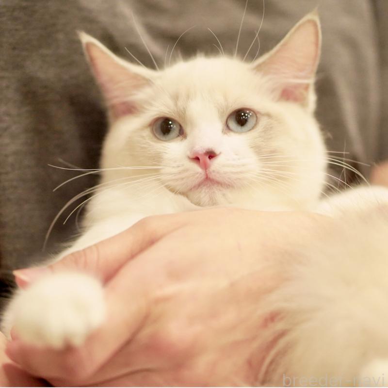 販売中の東京都のラグドール-121602の10枚目