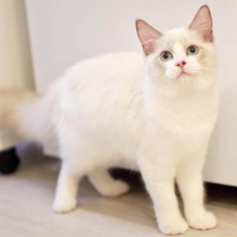 販売中の東京都のラグドール-121602の9枚目