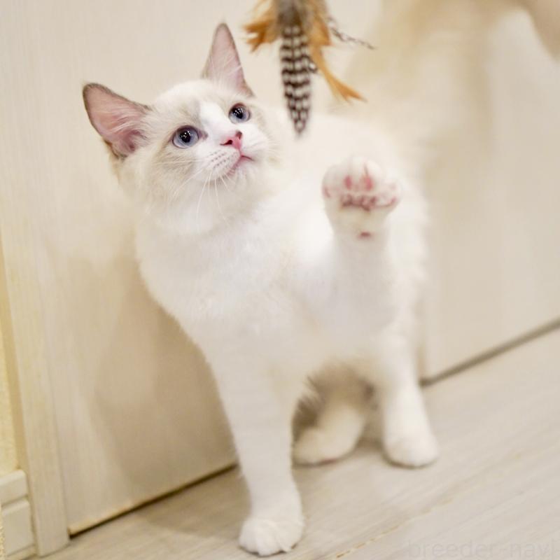 販売中の東京都のラグドール-121602の8枚目