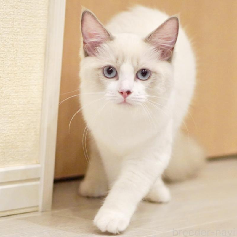 販売中の東京都のラグドール-121602の7枚目