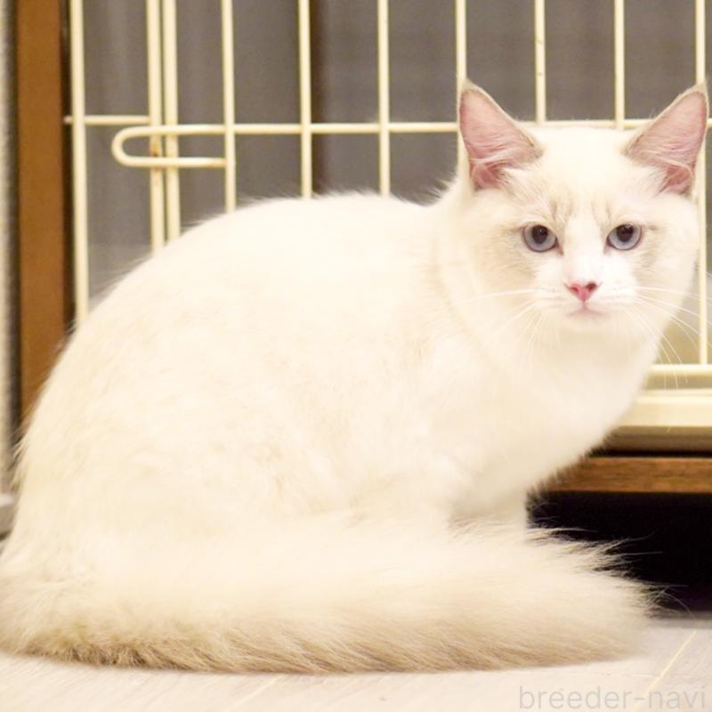 販売中の東京都のラグドール-121602の6枚目